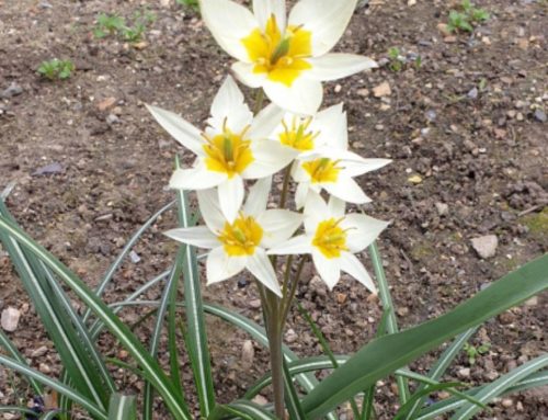 April Update – A Time to Bloom